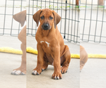 Small #26 Rhodesian Ridgeback