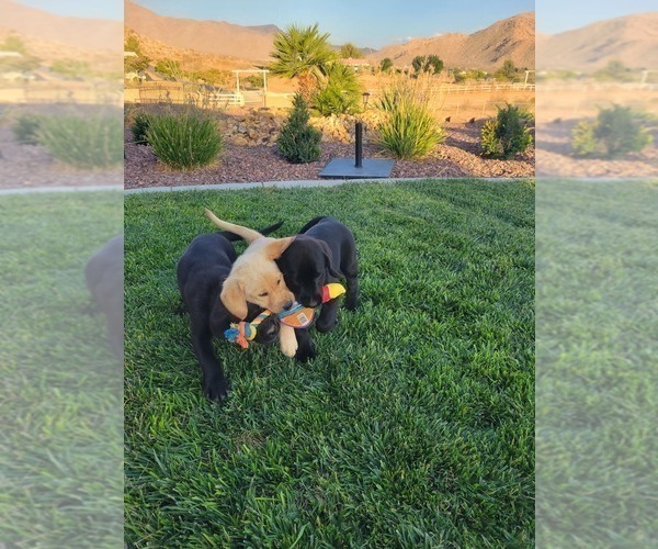 Medium Photo #13 Labrador Retriever Puppy For Sale in APPLE VALLEY, CA, USA