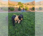 Small Photo #13 Labrador Retriever Puppy For Sale in APPLE VALLEY, CA, USA