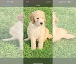 Small Photo #37 Goldendoodle Puppy For Sale in LITTLE FLOCK, AR, USA