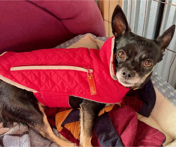 Medium Photo #2 Chipin Puppy For Sale in Williamsburg, NM, USA