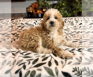 Goldendoodle (Miniature) Puppy for sale in GREENWOOD, IN, USA