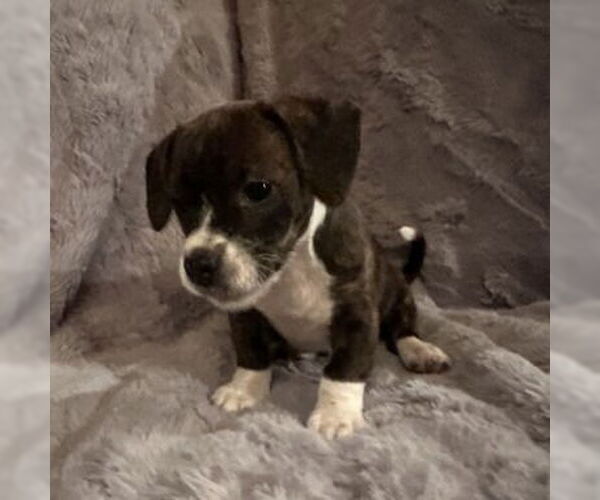 Medium Photo #1 French Bull Weiner Puppy For Sale in Claremore, OK, USA