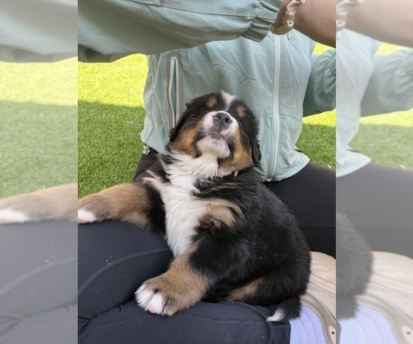 Medium Photo #4 Bernese Mountain Dog Puppy For Sale in FAIRMONT, MN, USA
