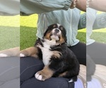 Small #3 Bernese Mountain Dog