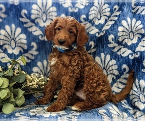 Goldendoodle (Miniature) Puppy for sale in NOTTINGHAM, PA, USA