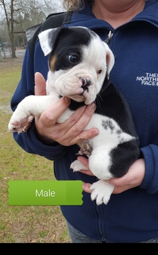 Medium Photo #3 Olde English Bulldogge Puppy For Sale in BLACKVILLE, SC, USA