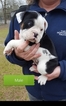 Small Photo #3 Olde English Bulldogge Puppy For Sale in BLACKVILLE, SC, USA
