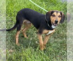 Small #1 Beagle Mix