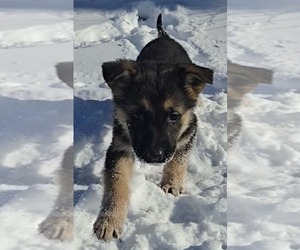 German Shepherd Dog Puppy for sale in RIGA, MI, USA