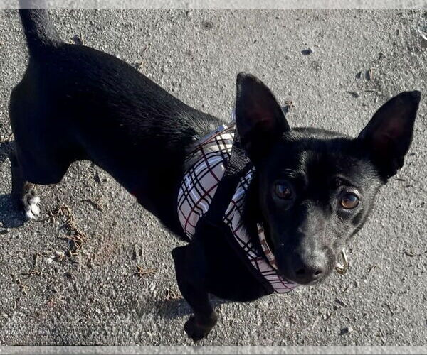 Medium Photo #8 Chihuahua-Unknown Mix Puppy For Sale in San Francisco, CA, USA