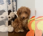 Havapoo puppies - Male Havapoo Puppy for Sale - Photo #18