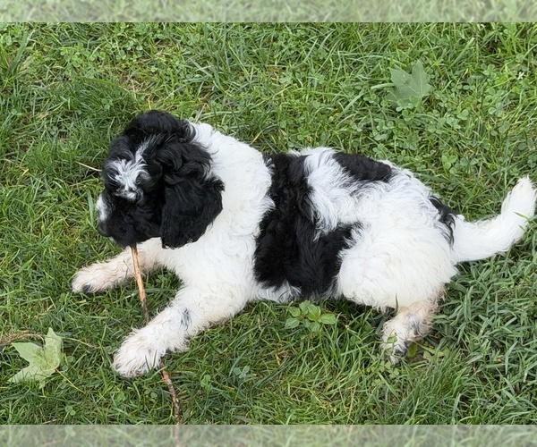Medium Photo #2 Aussiedoodle Puppy For Sale in ASHEVILLE, NC, USA