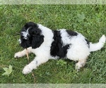 Small #1 Aussiedoodle