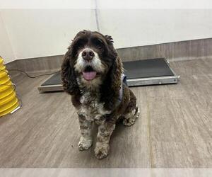 Cocker Spaniel Dogs for adoption in Pasadena, CA, USA