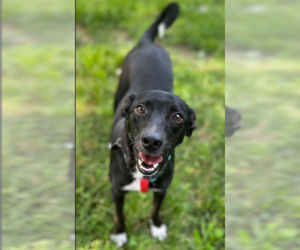 Chiweenie Dogs for adoption in Cranston, RI, USA