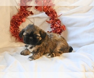 Shih Tzu Puppy for sale in MILLERSBURG, OH, USA