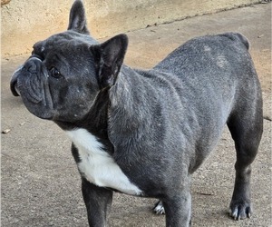 French Bulldog Puppy for sale in SPRINGFIELD, OR, USA