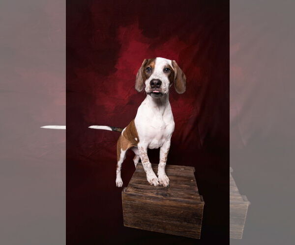 Medium Photo #7 English Coonhound-Labrador Retriever Mix Puppy For Sale in Canal Winchester, OH, USA