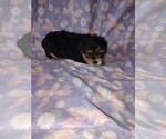 Small Photo #6 Morkie Puppy For Sale in LAPEER, MI, USA