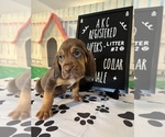 Puppy 9 Bloodhound