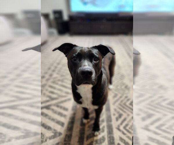 Medium Photo #33 American Staffordshire Terrier-Unknown Mix Puppy For Sale in Rosenberg, TX, USA