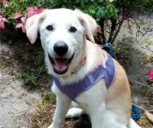 Labrador Retriever Puppy for sale in PLEASANTON, CA, USA