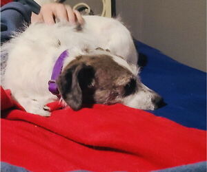 Marble - Female Chihuahua-Parson Russell Terrier Mix Dog for Adoption - Photo #6