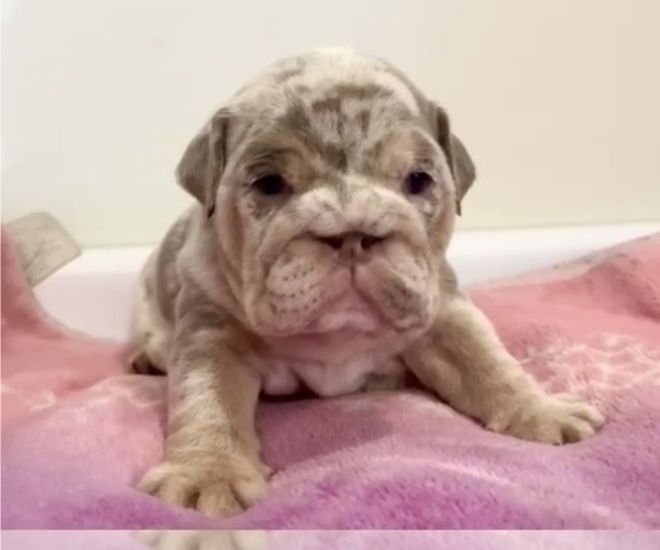 Medium Photo #5 English Bulldog Puppy For Sale in SEATTLE, WA, USA