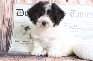 Poochon Puppy for sale in BEL AIR, MD, USA
