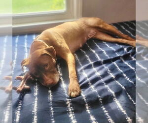 American Staffordshire Terrier-Unknown Mix Dogs for adoption in columbia, SC, USA