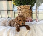 Small Photo #5 Poodle (Toy) Puppy For Sale in WEST PLAINS, MO, USA