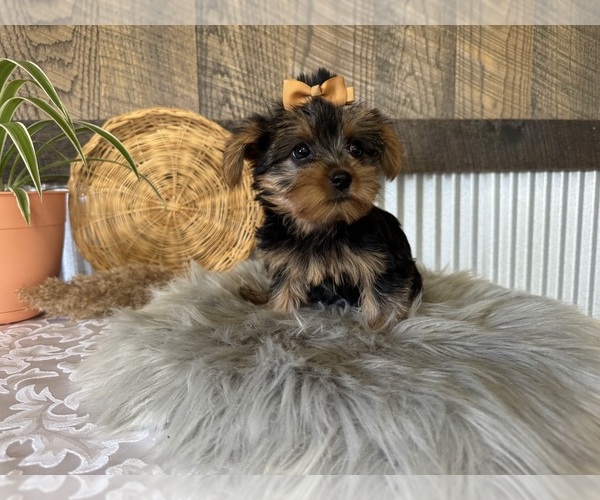 Medium Photo #4 Yorkshire Terrier Puppy For Sale in NAPPANEE, IN, USA