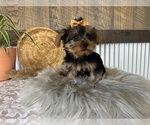 Small #3 Yorkshire Terrier