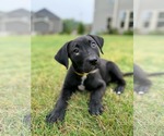 Small #1 Labrador Retriever Mix