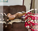 Small #5 American Pit Bull Terrier Mix