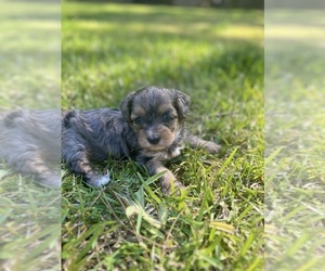 YorkiePoo Puppy for sale in WAYCROSS, GA, USA