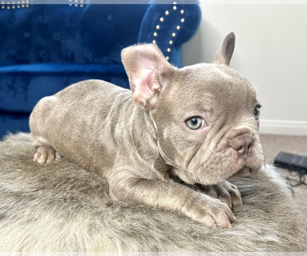 Medium Photo #12 French Bulldog Puppy For Sale in ATLANTA, GA, USA