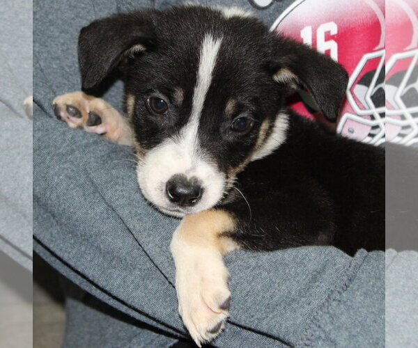 Medium Photo #2 Doberman Pinscher-Unknown Mix Puppy For Sale in Prattville, AL, USA