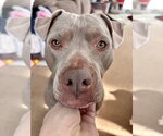 Small #22 American Staffordshire Terrier Mix