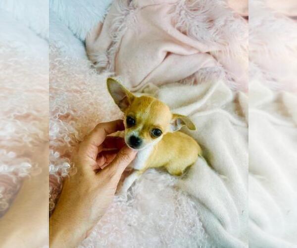 Medium Photo #22 Chihuahua Puppy For Sale in FORT LAUDERDALE, FL, USA