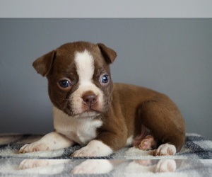 Boston Terrier Puppy for Sale in MYERSTOWN, Pennsylvania USA