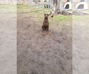 Mother of the Doberman Pinscher puppies born on 12/16/2022