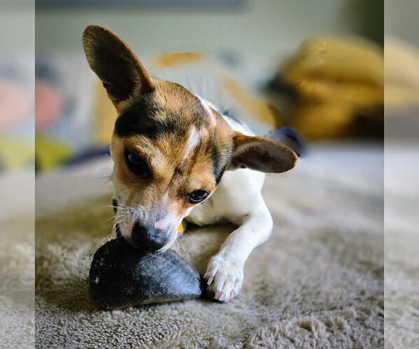 Medium Photo #2 Rat-Cha Puppy For Sale in Atlanta, GA, USA