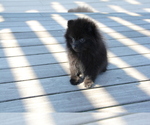 Small Photo #2 Pomeranian Puppy For Sale in EMPIRE STATE, NY, USA