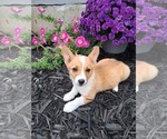 Small #1 Pembroke Welsh Corgi