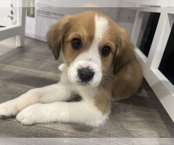 Medium Photo #2 Great Pyrenees-Unknown Mix Puppy For Sale in Plainfield, IL, USA
