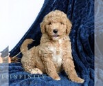 Small Goldendoodle (Miniature)
