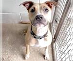 Small #1 American Pit Bull Terrier