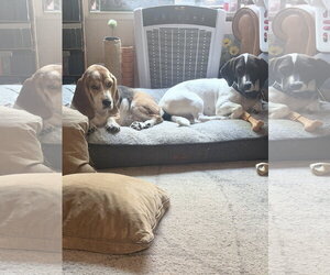 Pickle (Sacramento) - Female Basset Hound-Unknown Mix Dog for Adoption - Photo #10